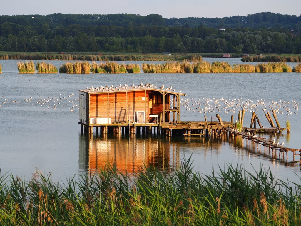 Heřmanický rybník